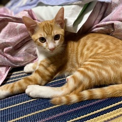 里親様決まりました🙏🥰