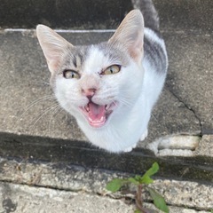 オス🐈