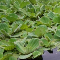 🐸🍀各種水草差し上げます¥０-無料❣️コメント必読❣️の画像