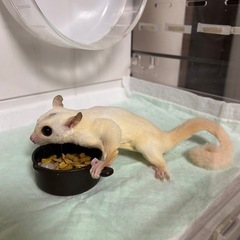 フクロモモンガ(受付終了しました)
