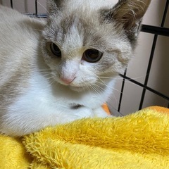 （里親様、決定）🐱生後半年のお転婆娘すず🐱