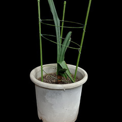 (中古)植木鉢
