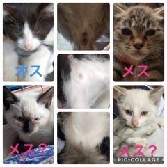 子猫　2ヶ月くらい