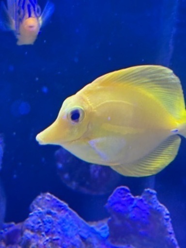 キイロハギ約10cm