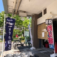 10月20日メダカ販売【此花区伝法】