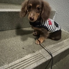 ミニチュアダックスフンド