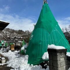 雪囲い用の竹とネット