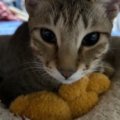 三兄弟の里親募集中　　