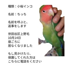 コザクラインコを探しています。