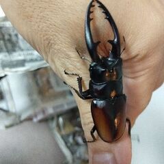 レニノコギリクワガタ、アマミヒラタ、国産カブト　幼虫販売