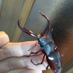 フォルスターフタマタニシ、ダイオウヒラタ、ニジイロクワガタ成虫販売