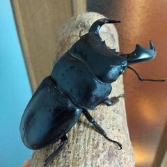 フォルスターフタマタニシ、ダイオウヒラタ、ニジイロクワガタ成虫販売の画像