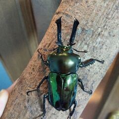 フォルスターフタマタニシ、ダイオウヒラタ、ニジイロクワガタ成虫販売の画像