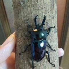 フォルスターフタマタニシ、ダイオウヒラタ、ニジイロクワガタ成虫販売の画像