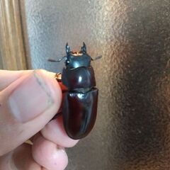 フォルスターフタマタニシ、ダイオウヒラタ、ニジイロクワガタ成虫販売の画像