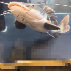 【再値下げ】レッドテールキャット　約55cmの画像