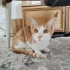 控えめな仕草がかわいいブラウニー君