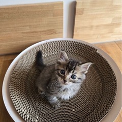 ふわふわで、よちよち着いてくる可愛いアサリちゃん