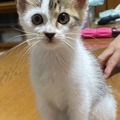 顔の模様が可愛い2ヶ月半女の子