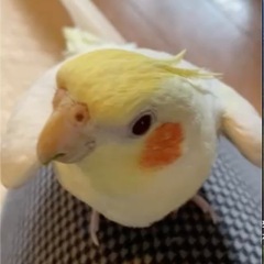 オカメインコを探しています
