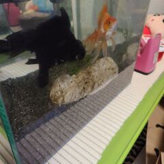 金魚と水槽セットの画像
