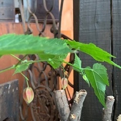 お話し中　　　チロリアンランプ　大