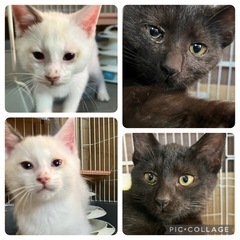 子猫　2ヶ月　オス　兄弟