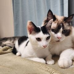 生後約半年シロクロ君◆他の猫大好き◆お腹の上で寝てくれます🐱
