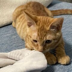 生後約半年茶トラ◆遊ぶの大好きなびびり君です🐱