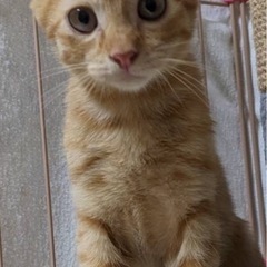 ❤️とってもかわいい茶トラとキジトラくん❤️