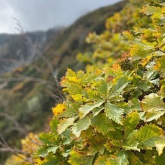 11月3日紅葉登山🍁で登り納め − 石川県