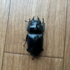 【お買い得特価品】オオクワガタ【奈良輪川西産ペア】の画像