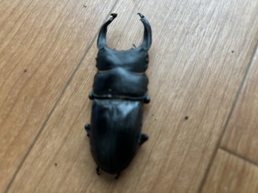 【お買い得特価品】オオクワガタ【奈良輪川西産ペア】