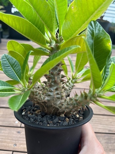 パキポディウム　ウィンゾリー