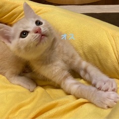 受付停止 ❎ 茶トラ オス子猫 検討中