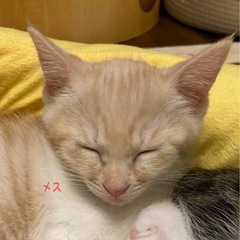 受付停止❎検討中の方いらっしゃいます - 猫
