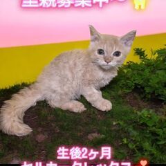 里親募集中！生後2ヵ月セルカークレックス♂(⋈◍＞◡＜◍)。✧♡
