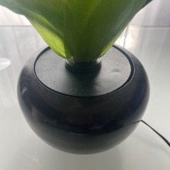 花の画像