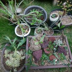 サルスベリ赤色、ヤブラン、寄せ植えなど