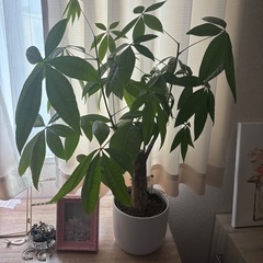 観葉植物　中型（美品）
