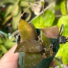 ホヤ カウダータの画像
