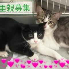 兄弟猫♥キジ白&ハチワレ♪20日日曜日譲渡会参加しまーす