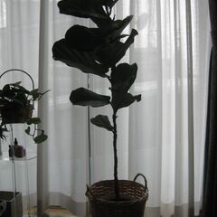 大型観葉植物♡フィカスバンビーノ（柏葉ゴム）150ｃｍ鉢カバー付きの画像