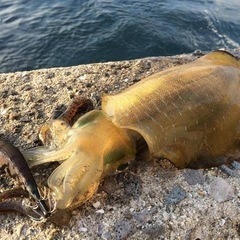 ルアーフィッシング仲間募集！