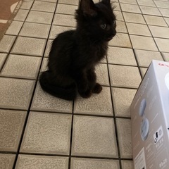 1ヶ月くらいの黒猫です10/16
