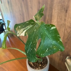 モンステラ　斑入りモンステラ　の画像