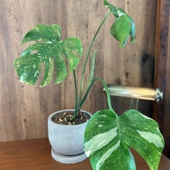 モンステラ　斑入りモンステラ　