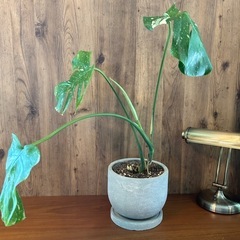 モンステラ　斑入りモンステラ　の画像