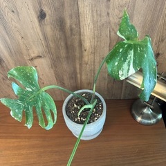 モンステラ　斑入りモンステラ　の画像