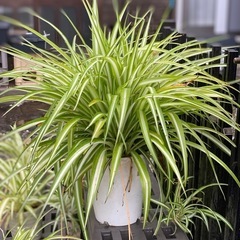 観葉植物（オリズルラン）の画像